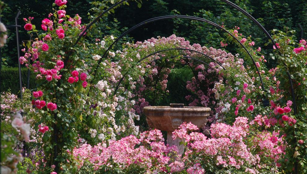 Journée de la Rose